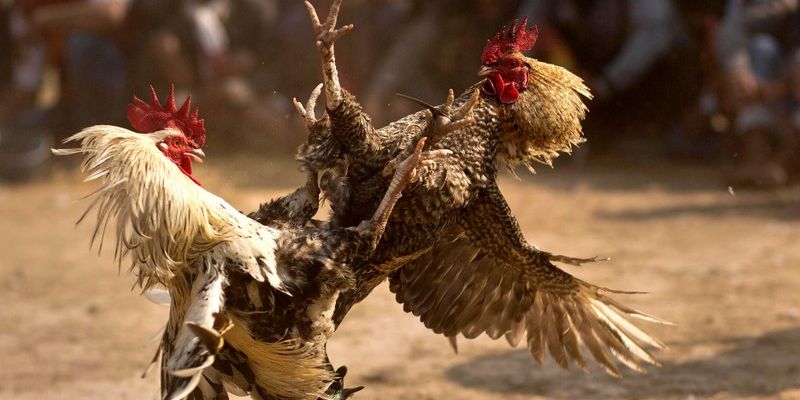 Cược Wala độc đáo tại nhà cái Cược Wala độc đáo tại nhà cái