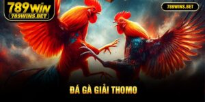 ảnh đại diện đá gà giải Thomo 789Win