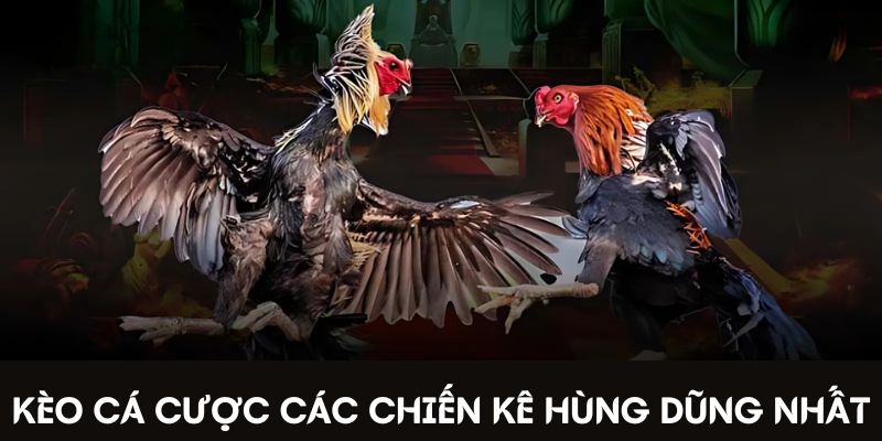 Kèo cá cược các chiến kê hùng dũng nhất Kèo cá cược các chiến kê hùng dũng nhất