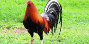 ảnh đại diện đá gà mỹ