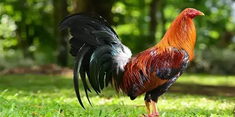 Tìm hiểu dòng gà Kelso Tìm hiểu dòng gà Kelso